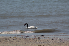 Cygnus melancoryphus