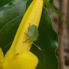 Edessinae