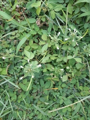 Cleome rutidosperma image