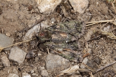 Polyphaenis sericata