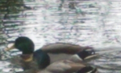 Anas platyrhynchos