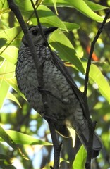 Sericulus chrysocephalus