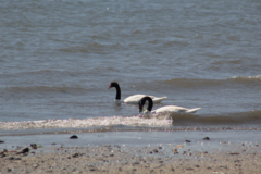 Cygnus melancoryphus