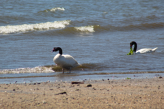 Cygnus melancoryphus