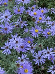 Symphyotrichum oblongifolium