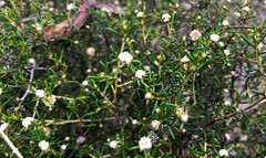 Spyridium eriocephalum