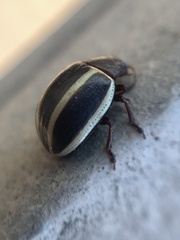 Desmogramma
