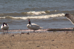 Cygnus melancoryphus