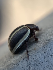 Desmogramma