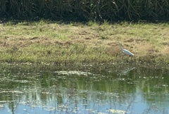 Ardea alba