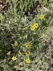 Berlandiera lyrata