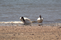 Cygnus melancoryphus