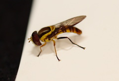 Syrphini