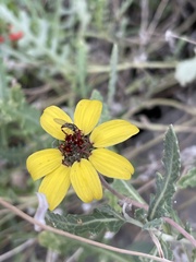 Berlandiera lyrata