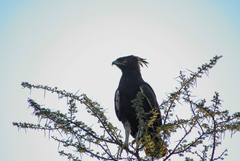 Lophaetus occipitalis