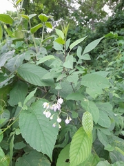 Solanum seaforthianum