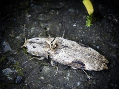 Cryptalaus larvatus pini