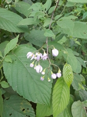 Solanum seaforthianum