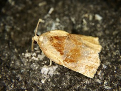 Archips capsigerana