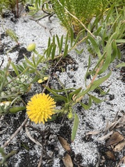 Leucospermum prostratum