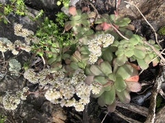 Crassula orbicularis