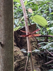 Neurothemis terminata