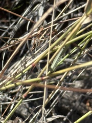 Bouteloua curtipendula