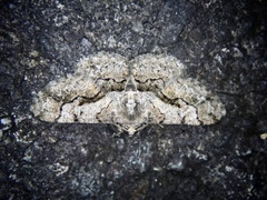 Satoblephara parvularia