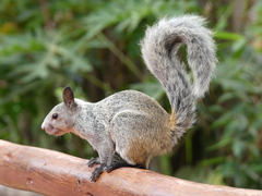 Sciurus stramineus