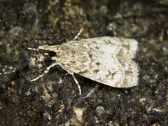 Eudonia puellaris