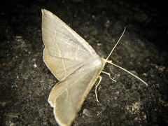 Plesiomorpha flaviceps