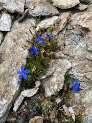 Gentiana bavarica subacaulis