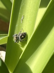 Phidippus audax