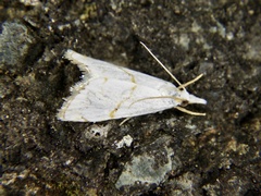 Pseudargyria interruptella