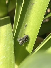 Phidippus audax