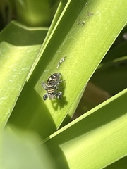 Phidippus audax