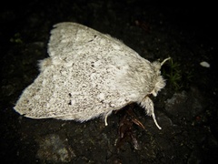 Cnethodonta grisescens