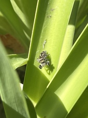 Phidippus audax