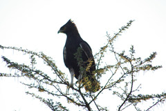Lophaetus occipitalis