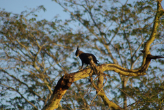 Lophaetus occipitalis