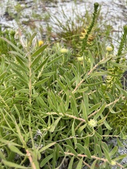Leucospermum prostratum