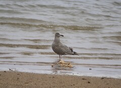 Larus fuscus