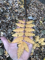 Sorbus decora