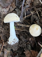 Validae
