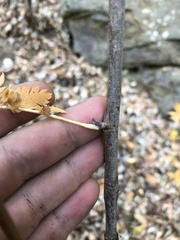 Sorbus decora