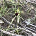 Plains Spider Orchid - Photo (c) davidsando, some rights reserved (CC BY-NC), uploaded by davidsando