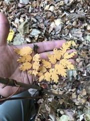 Sorbus decora