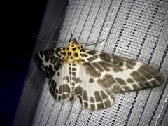 Pogonopygia nigralbata nigralbata