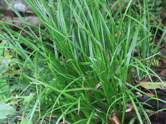 Carex uncinata