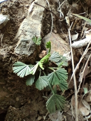 Actiniopteris radiata